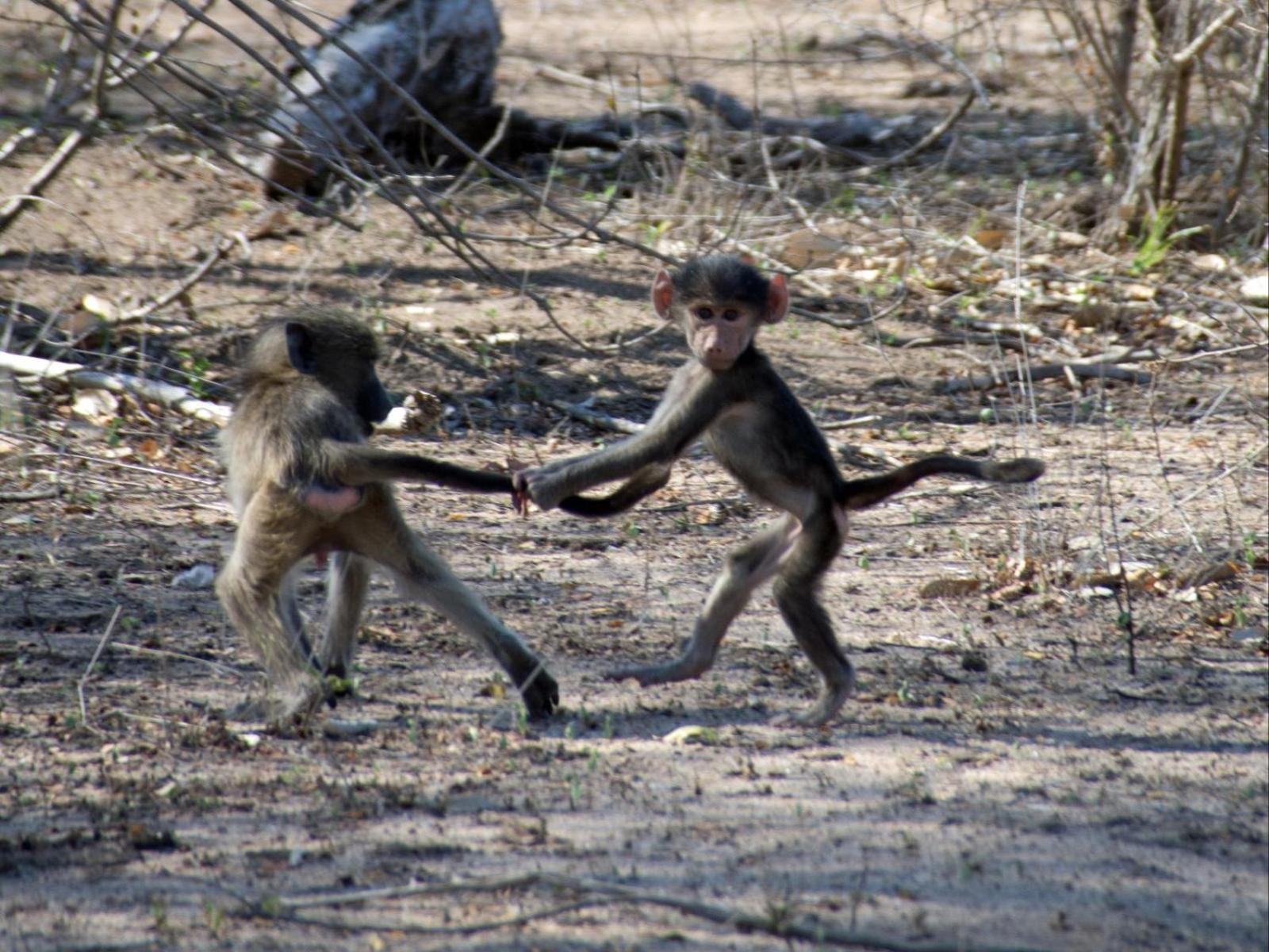 Croc Orvyll'S Kruger Lodge Marloth Park Bagian luar foto