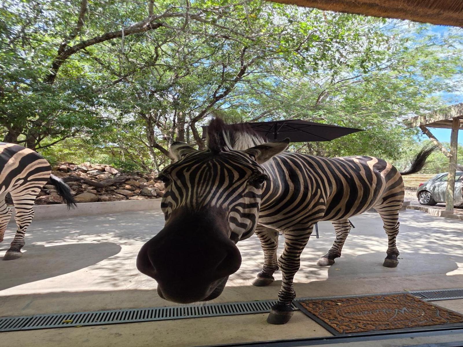 Croc Orvyll'S Kruger Lodge Marloth Park Bagian luar foto